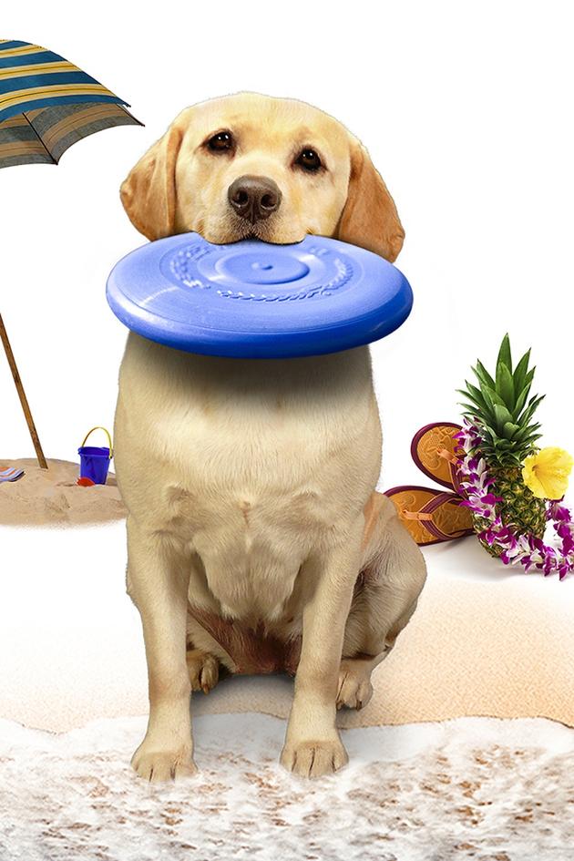 The Dog Who Saved Summer