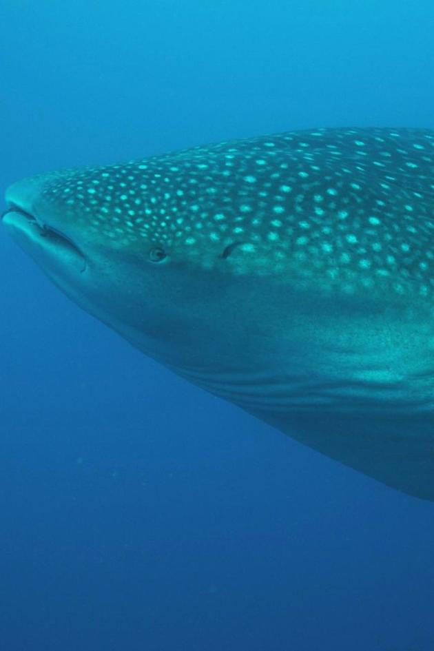 Galapagos: Realm of Giant Sharks
