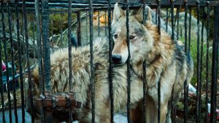 Wolfpack Woes