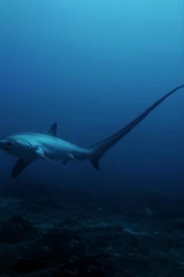 Ninja Sharks