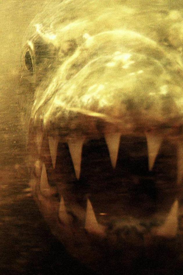 Africa's Piranha