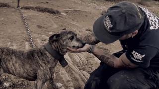 Dog Fighting
