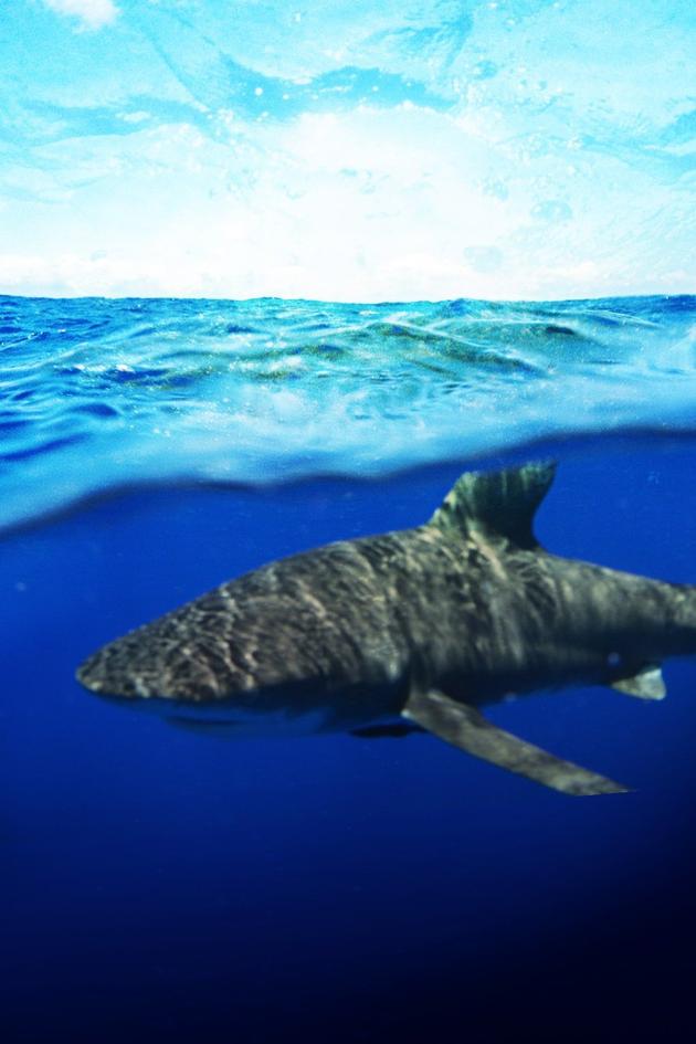 Shark Trek