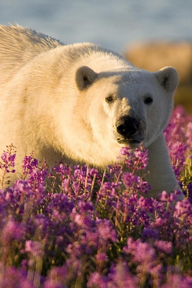 Polar Bear Summer