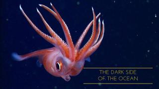 The Dark Side of the Ocean
