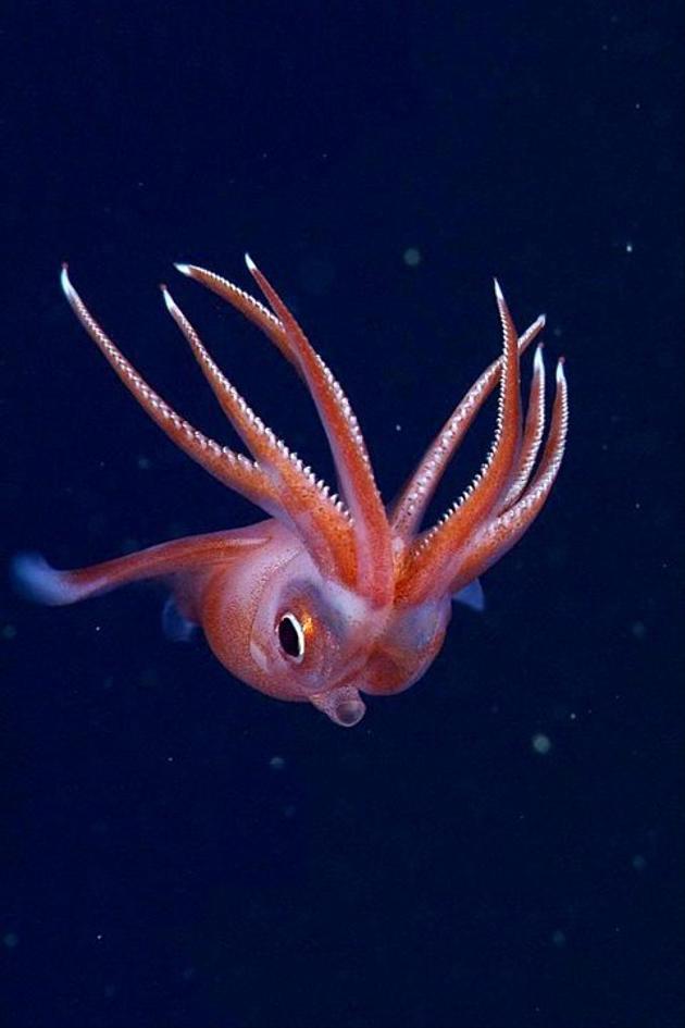 The Dark Side of the Ocean