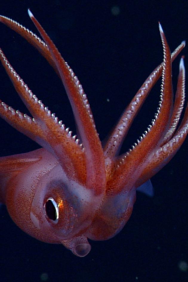 The Dark Side of the Ocean