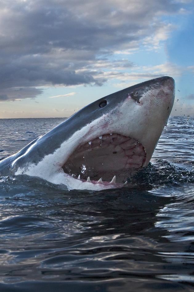 Air Jaws: Walking With Great Whites