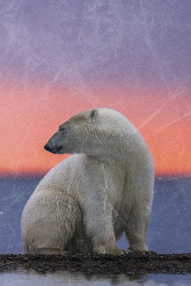 Polar Bear Town