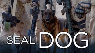 SEAL Dog
