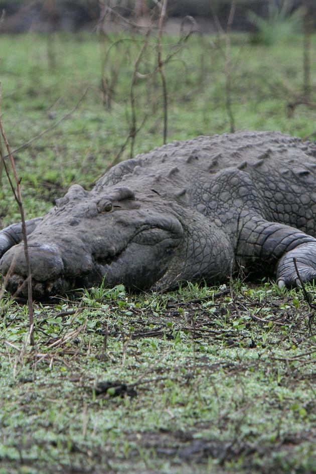 Dark Side of Crocs