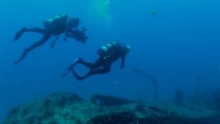 Tiger Sharks