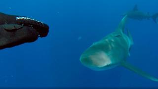 Bull Sharks