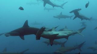 Smooth Hammerhead Sharks