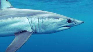 Monster Mako