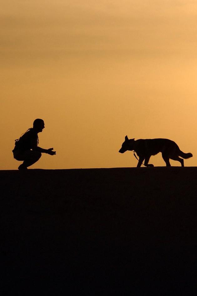 Dog Tale Classics