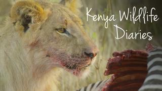 Kenya Wildlife Diaries