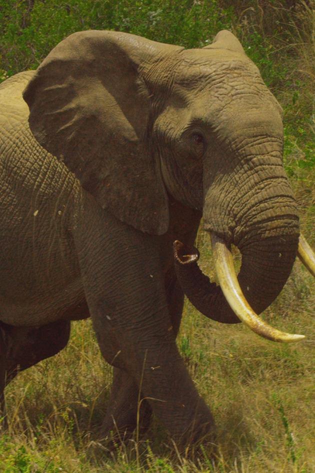 Kenya Wildlife Diaries