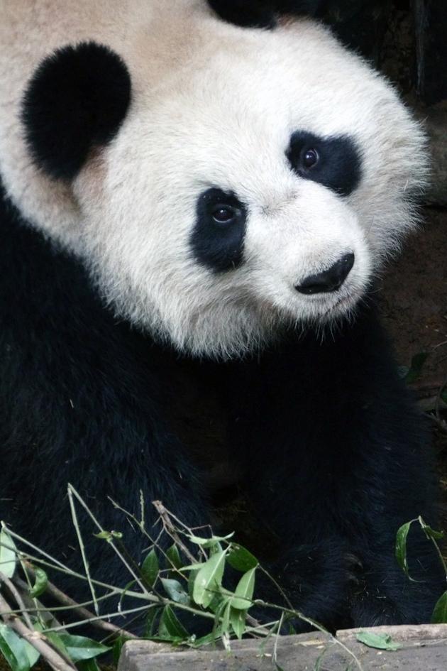 Panda Republic