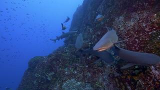 Socorro Islands