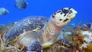 Cozumel