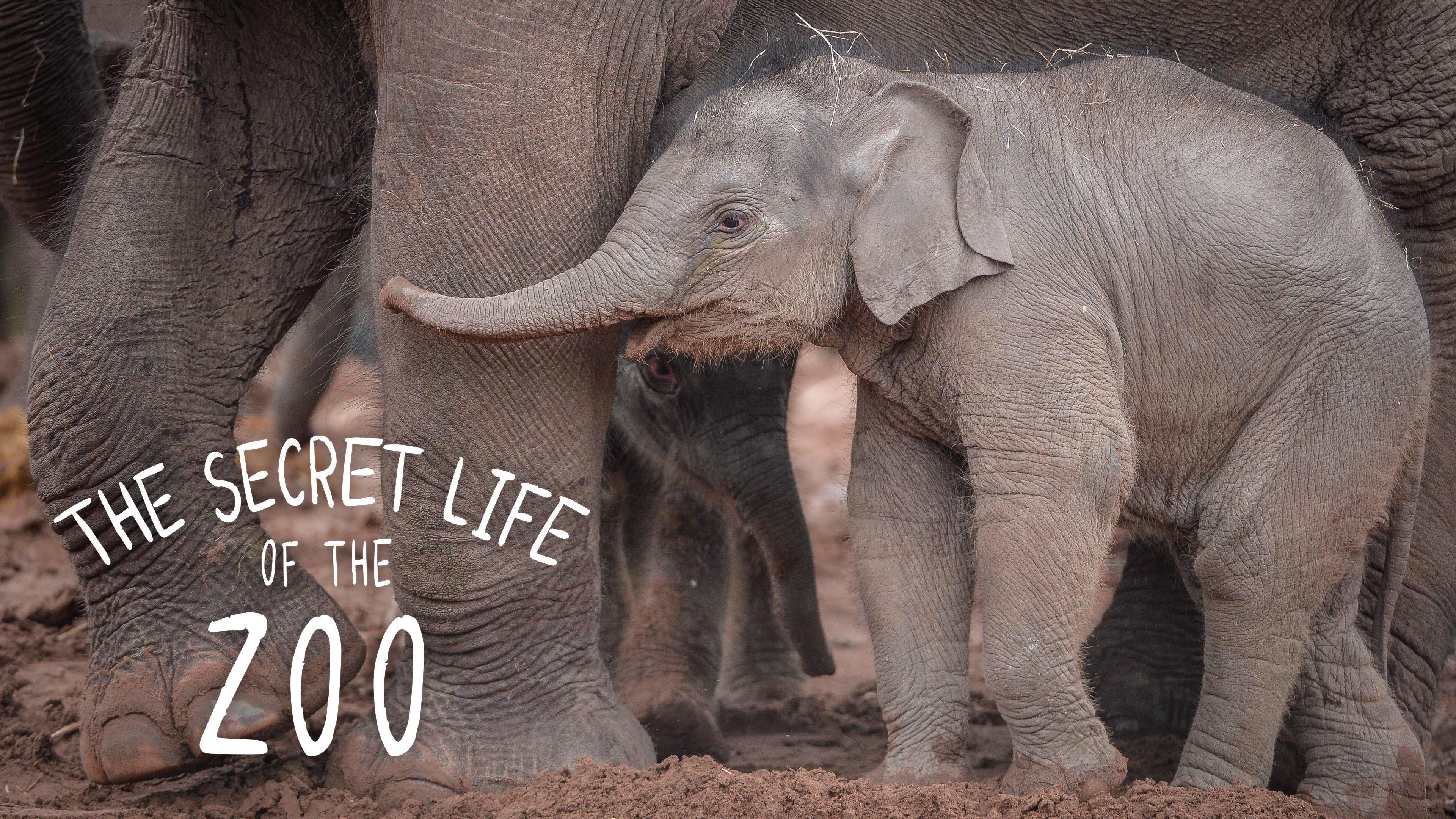 Watch The Secret Life of the Zoo Streaming Online on Philo (Free Trial)