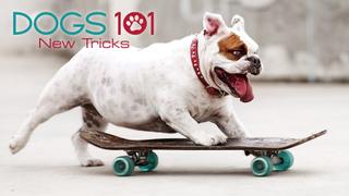 Dogs 101: New Tricks