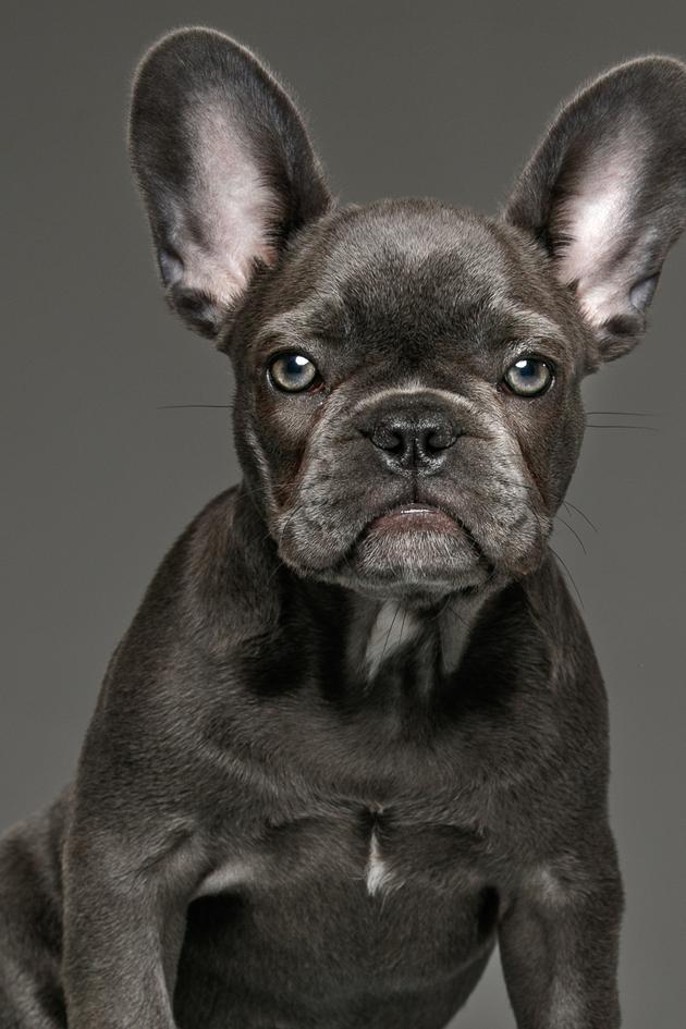 Dogs 101: New Tricks