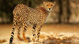 The Big Cats
