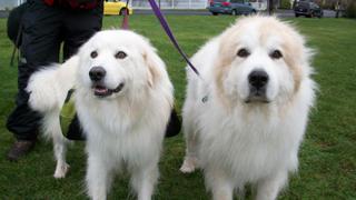 Hounds and History