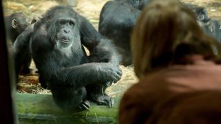 My Chimp and Me