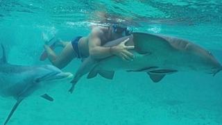 Jojo the Dolphin