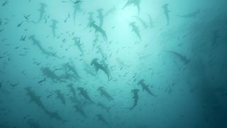 Cocos Island