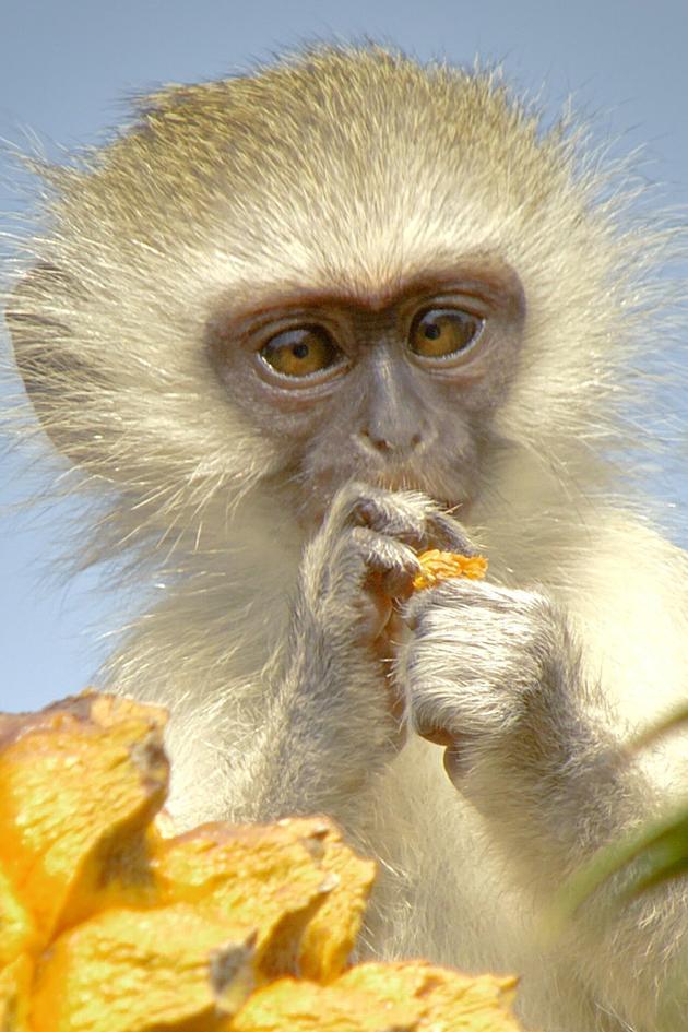 Africa's Hidden Kingdoms