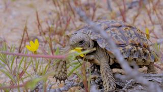 Namaqualand: The Desert Bloom