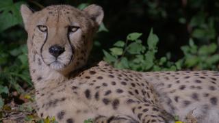African Apex