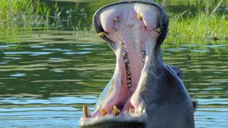Africa's Great Oasis - The Okavango