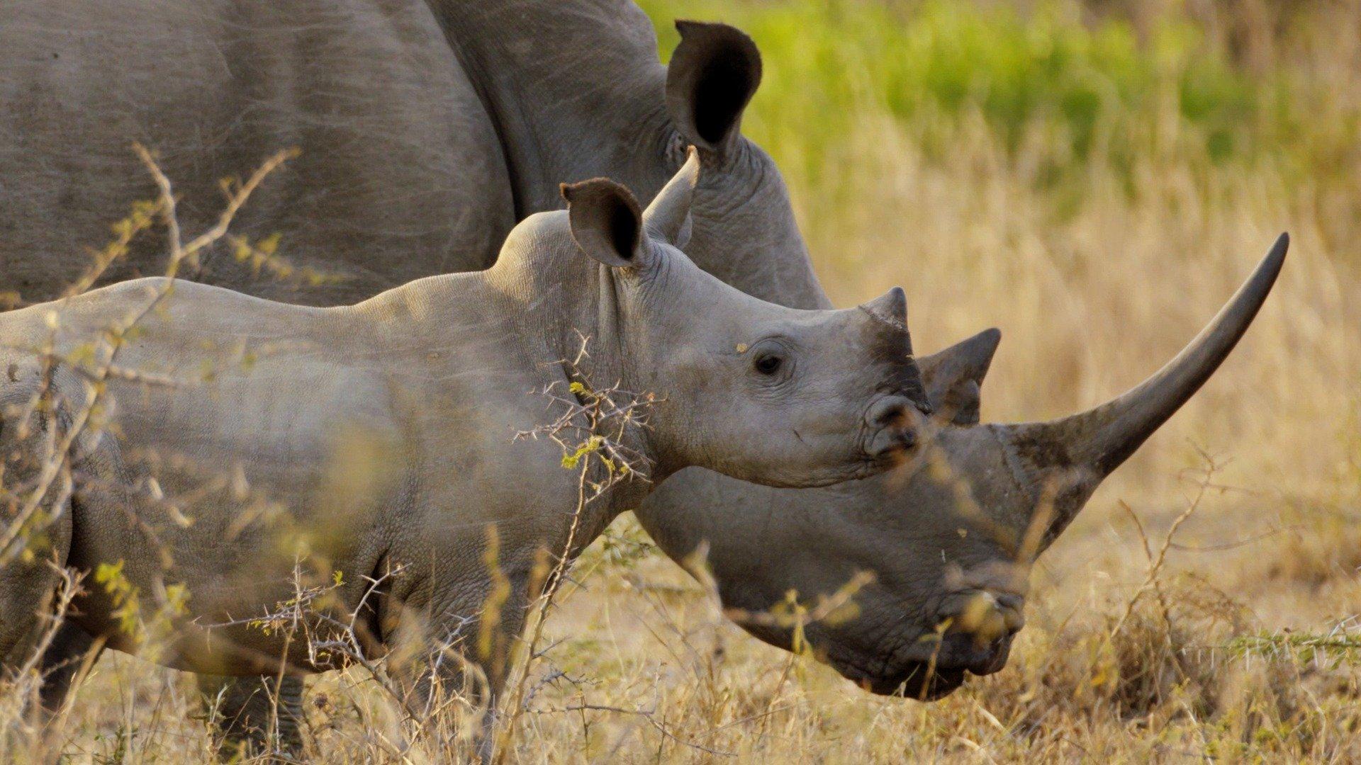 Africa's Wild Horizons: Wild Swaziland