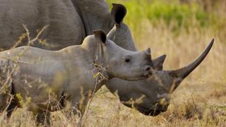 Wild Swaziland