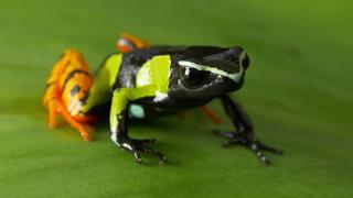 Madagascar in Cold Blood