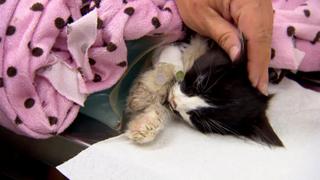 Dr. Jeff: Rocky Mountain Vet