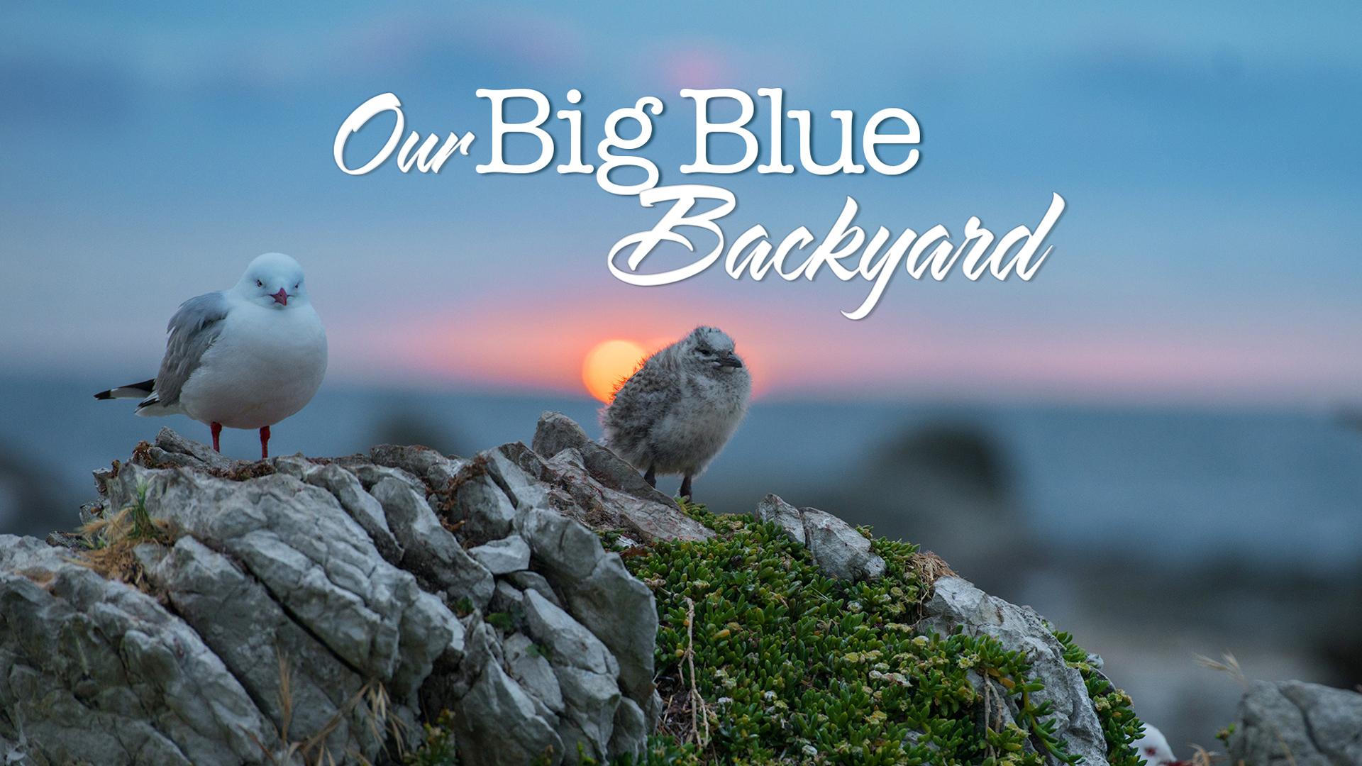 Watch Our Big Blue Backyard Streaming Online on Philo (Free Trial)