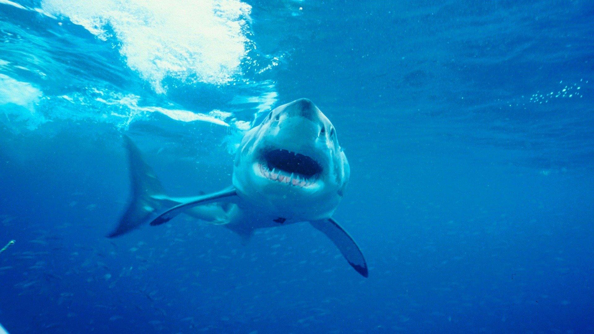 Our Big Blue Backyard Stewart Island our-big-blue-backyard-stewart-island