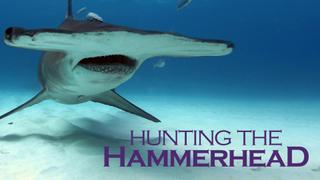 Hunting the Hammerhead