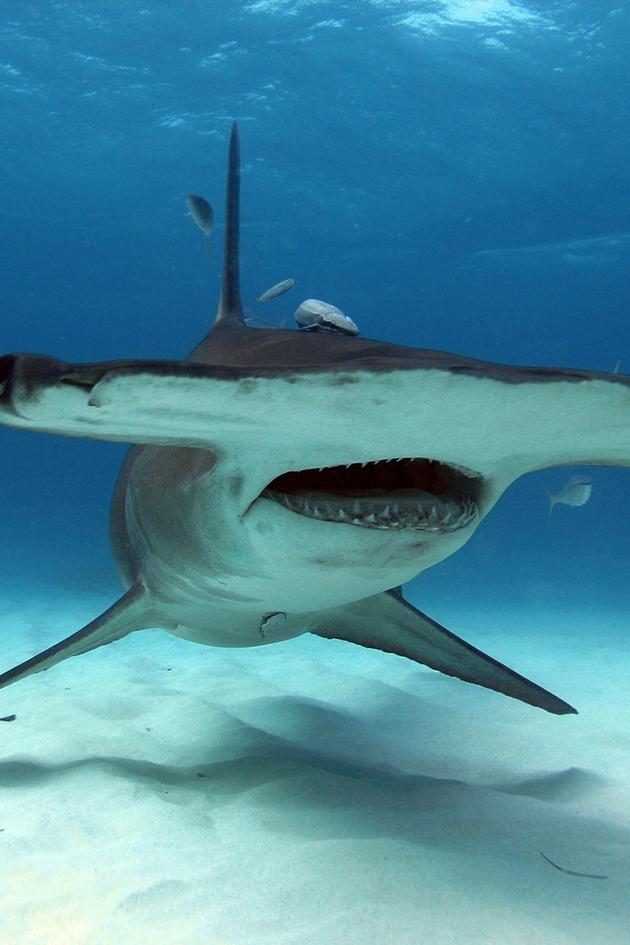 Hunting the Hammerhead