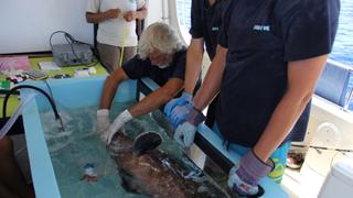 The Bermuda Black Grouper