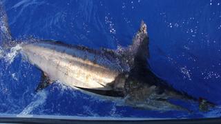 The Mighty Marlin