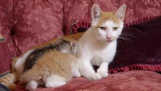 Rescue Kittens & Water Babies: Pint Sized