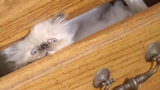 Shy Kitties: Pint Sized