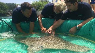Spotted Eagle Rays